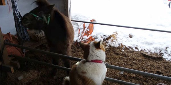 犬に怒られるポニー②