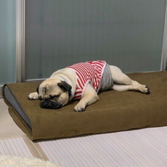眠るパグのたろいも君