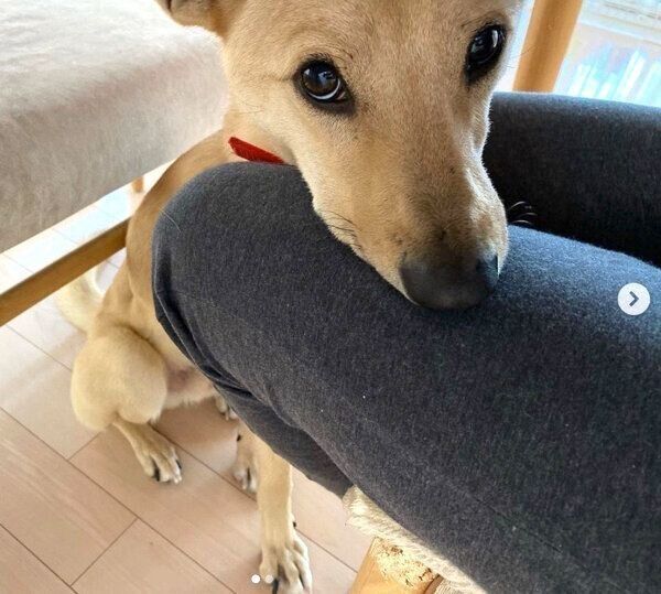 アゴ乗せするりくちゃん