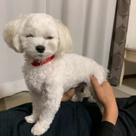 シニア犬の介護に撫でるだけの「プレイズタッチ」を取り入れよう