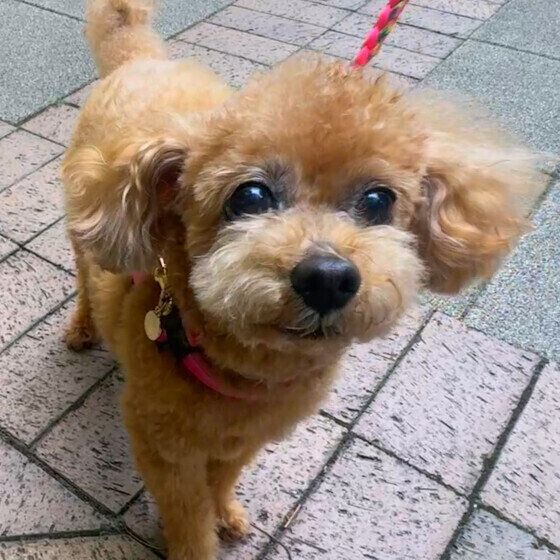 犬のおしり歩きの原因と対処法 うんち後に頻繁にスリスリする場合の対応は？ トイ・プードル いぬのきもち