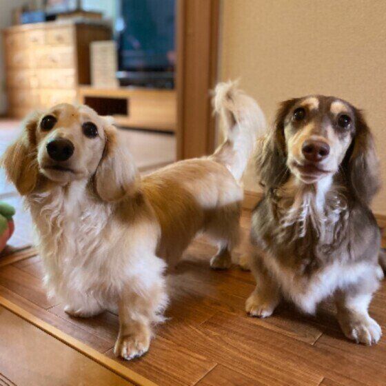 近過ぎも遠過ぎもNG！ 愛犬との理想的な距離感とは？ いぬのきもち