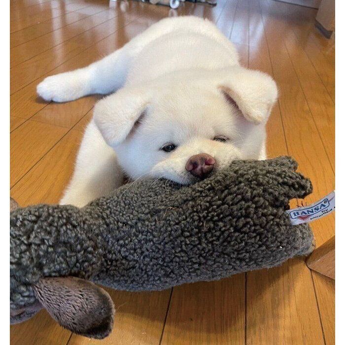 ぬいぐるみをカミカミするこまちちゃん。