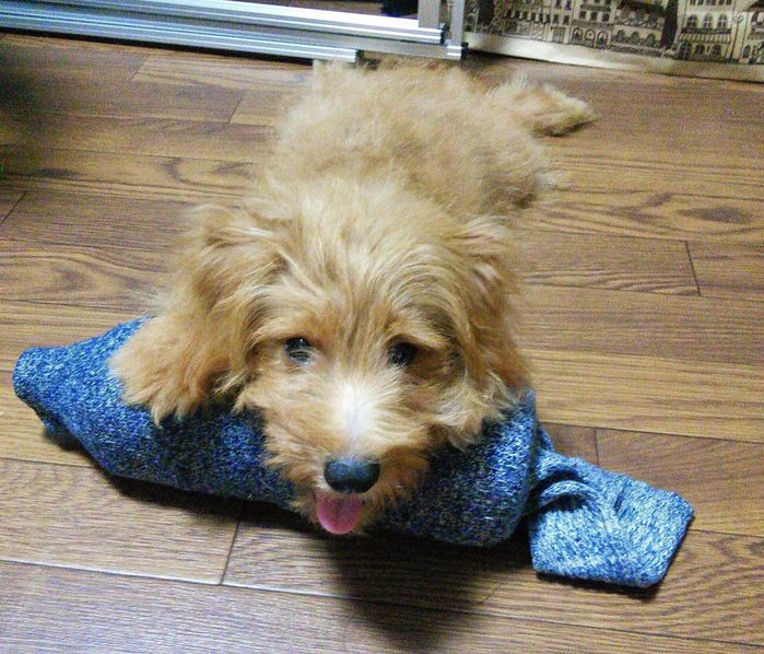 連載「こぐま犬てんすけ」