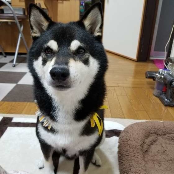 凛々しい柴犬