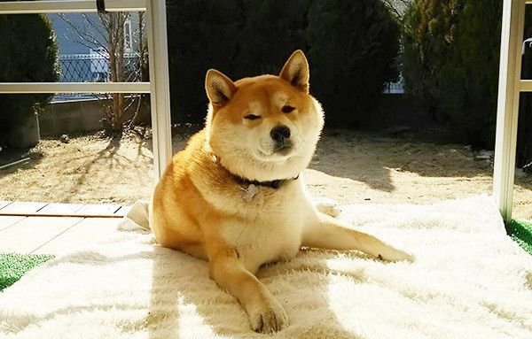 見つめる柴犬