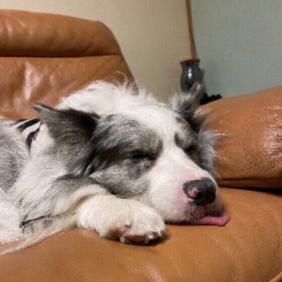 舌を出すボーダー・コリーのジュニアくん