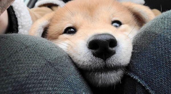 まったりする麦くん