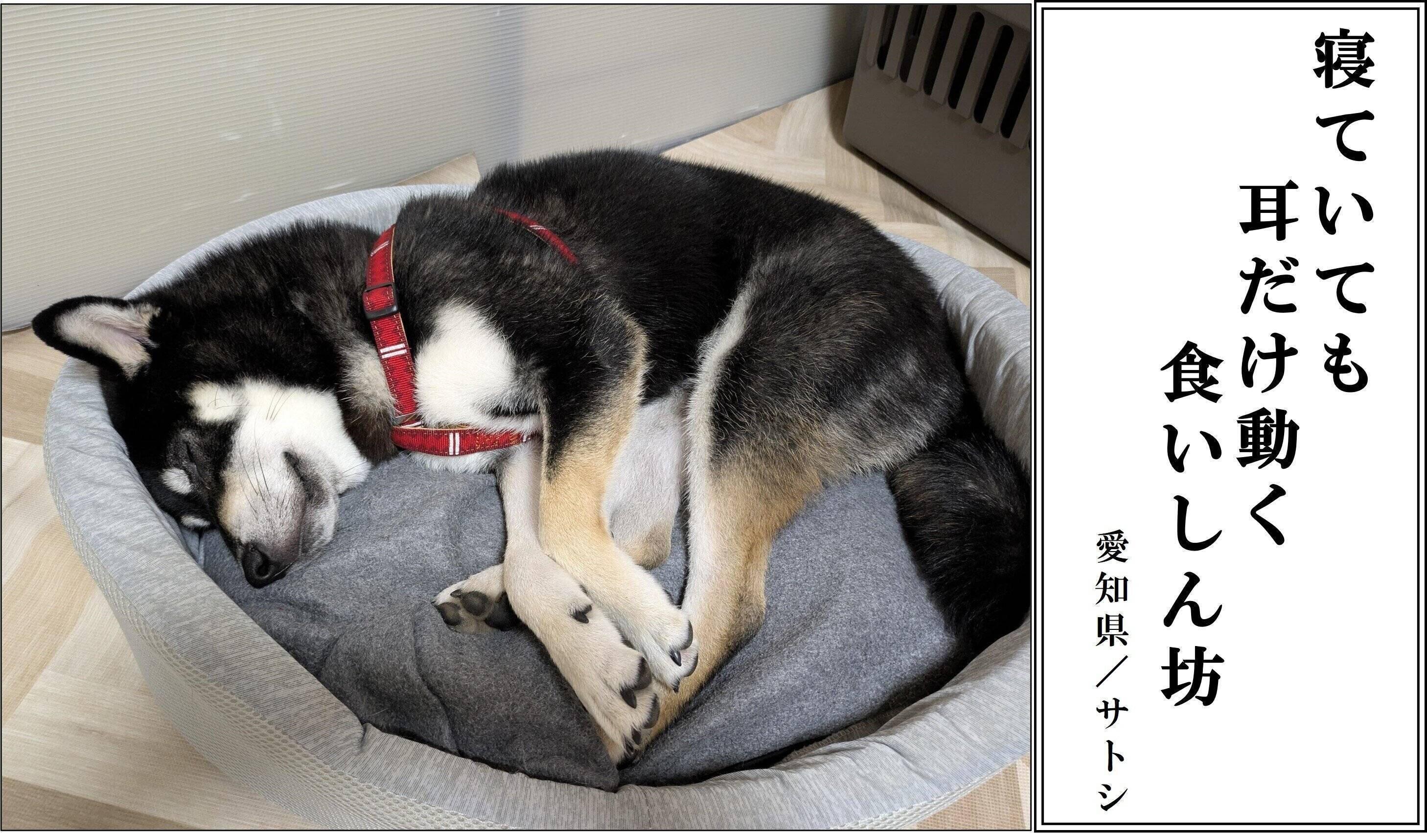 【犬部門：優秀賞】愛知県 サトシさん／おはぎちゃん