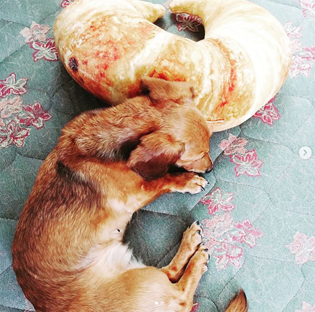 食パンにクロワッサン パン にそっくりなワンコを集めてみたu ェ u いぬのきもちweb Magazine 食パンにクロワッサン パン にそっくりなワンコを集めてみたu ェ u いぬのきもちweb Magazine