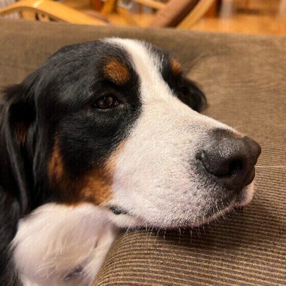 犬が痛みを感じているストレスサインとは？