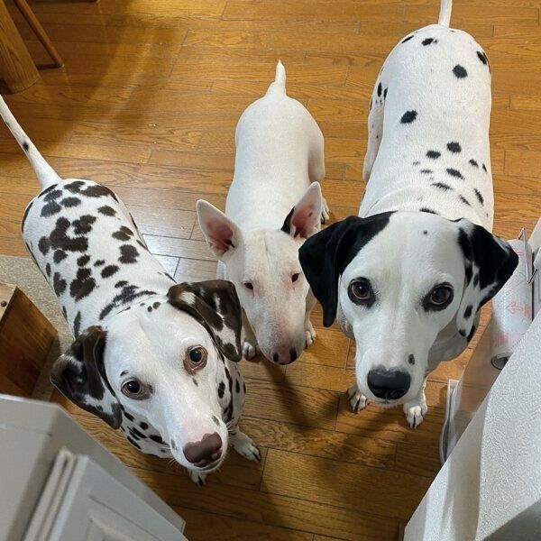 見つめるあずきちゃん、こゆきちゃん、すずこちゃん