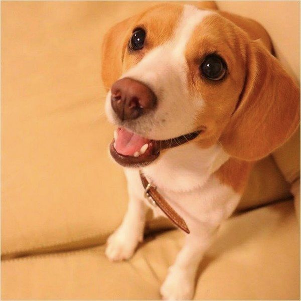 見上げるビーグル