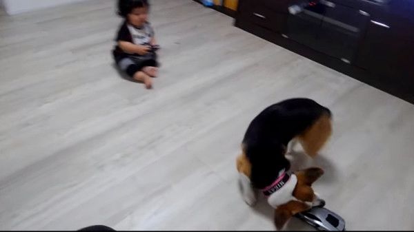 ラジコンを襲撃するコーギー