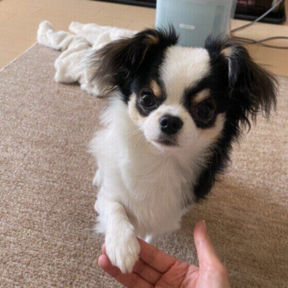 カメラ目線でオテをするチワワ