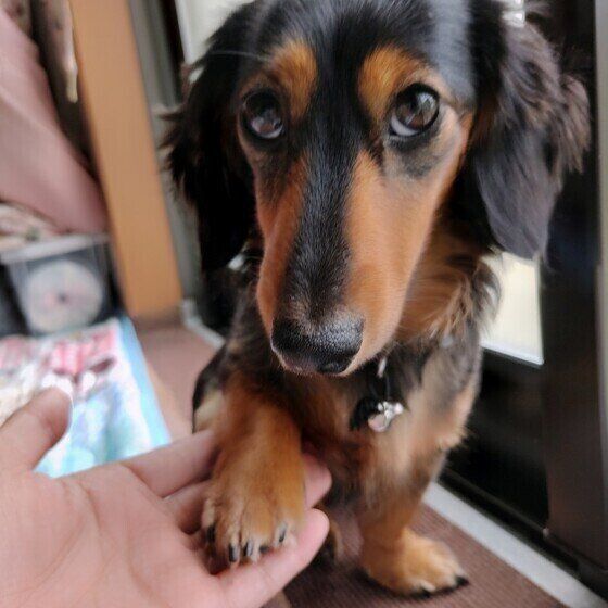 オテをするミニチュア・ダックスフンド