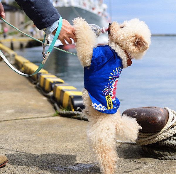 水を飲むトイ・プードル