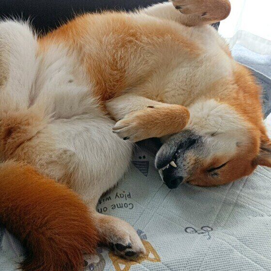 柴犬の隆之介♂