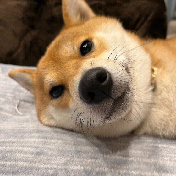 冬は暖房器具による犬の低温やけどに注意！ 皮膚トラブル予防法 いぬのきもち