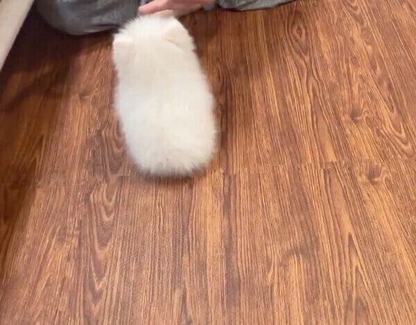 「オスワリ」の練習をするぺこちゃん