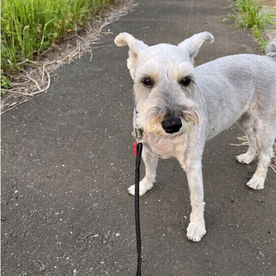 犬のレプトスピラ症の予防と対策 感染の原因や注意点を獣医師に聞いた いぬのきもち