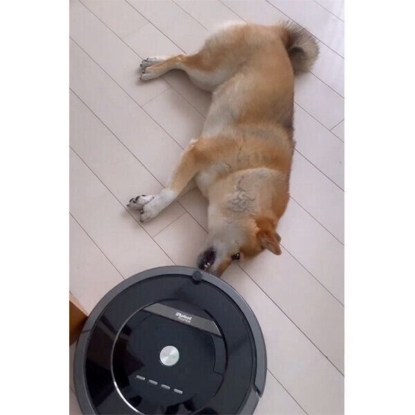 ルンバがぶつかっても動かないぽんずちゃん