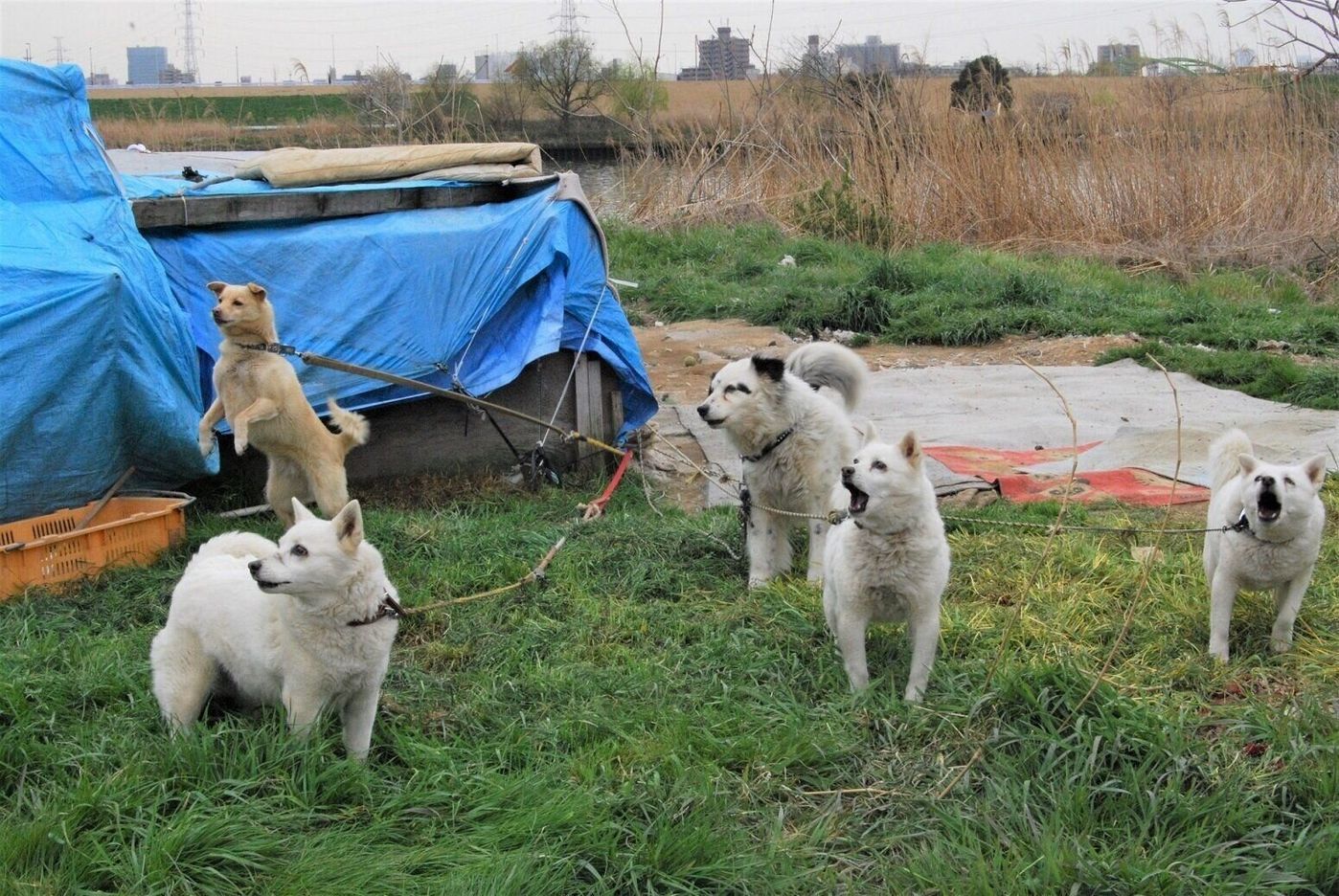 個人で350頭以上もの犬 猫を保護 譲渡してきたある女性の取り組み いぬのきもちweb Magazine 個人で350頭以上もの犬 猫を保護 譲渡してきたある女性の取り組み いぬのきもちweb Magazine