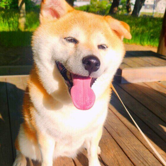 お散歩中の柴犬