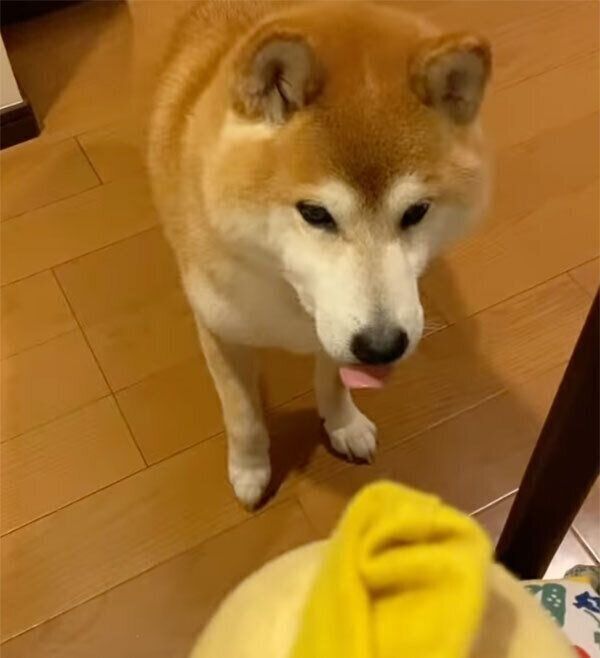 おもちゃのトロフィーを渡すゆずくん