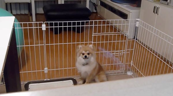 様子を伺うポメラニアン