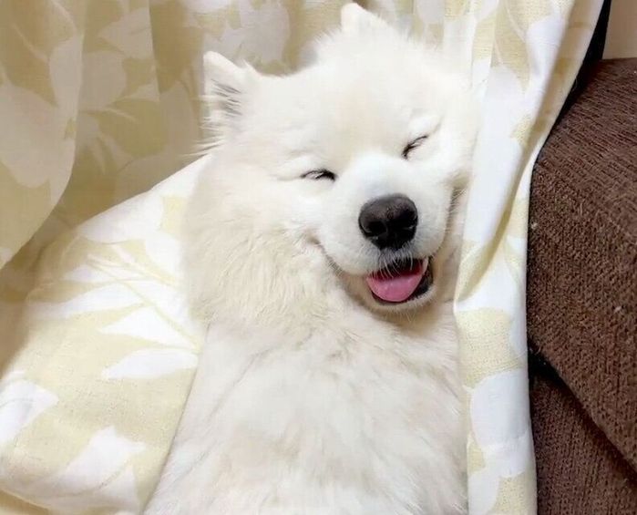 眠くてとろける寸前のサニーくん