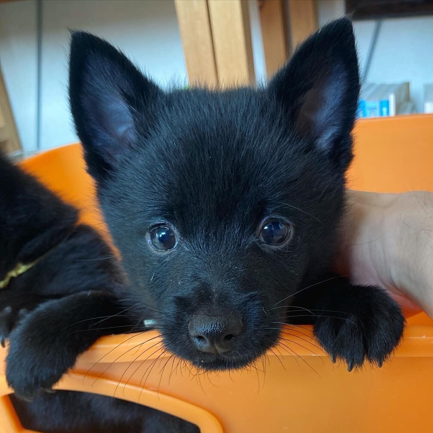 生後2カ月半のころに撮影したうにくん