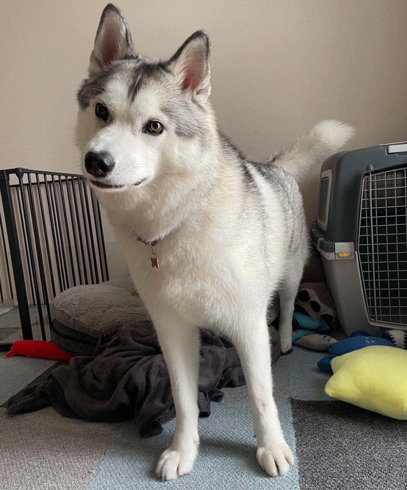 真顔で首を傾げるじょんすのーくん