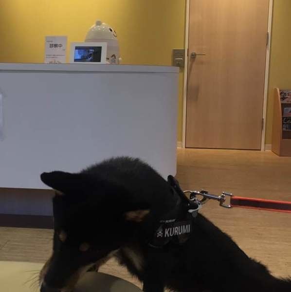 獣医師監修 犬のイボ しこり 悪性 良性 色や形別の原因 対処法 いぬのきもちweb Magazine