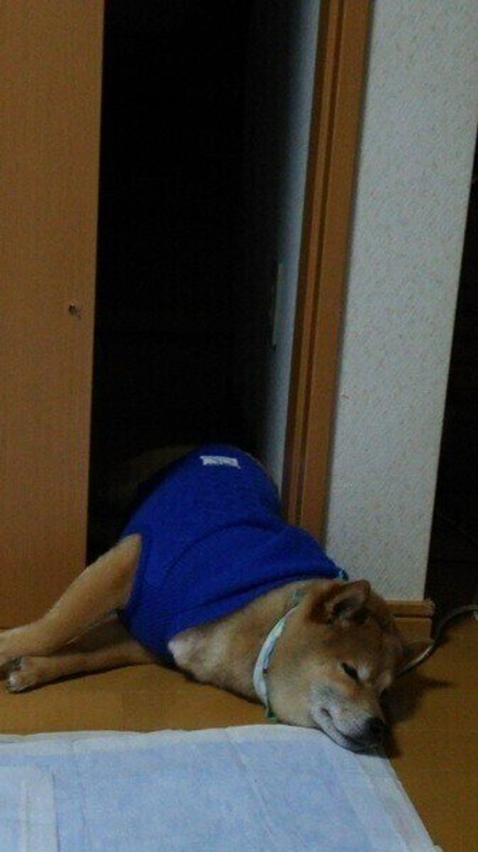 犬が挟まりたがるのはどうして かわいい画像集つきで解説 いぬのきもちweb Magazine 犬が挟まりたがるのはどうして かわいい画像集つきで解説 いぬのきもちweb Magazine