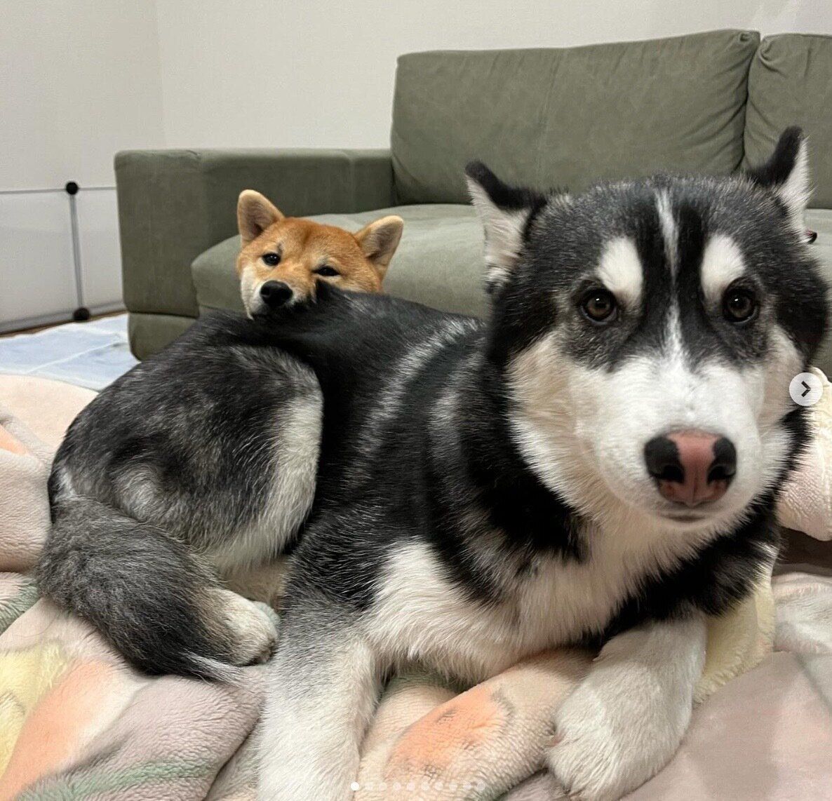 仲良しなおかかちゃん、おこげくん