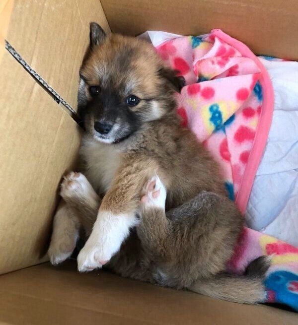生後2カ月頃のチャロちゃん