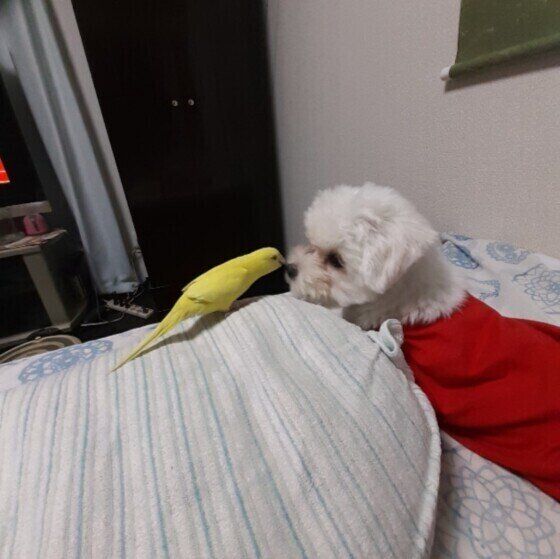 仲良しのマルチーズとインコ