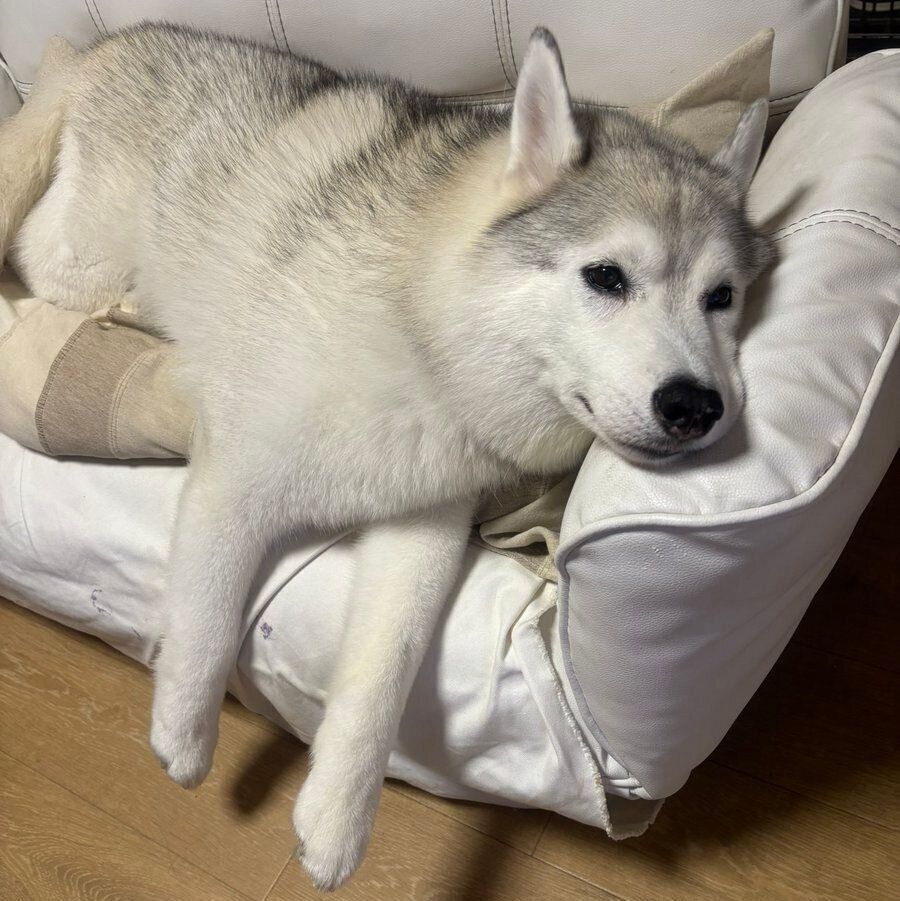 ソファでくつろぐしゃるむちゃん