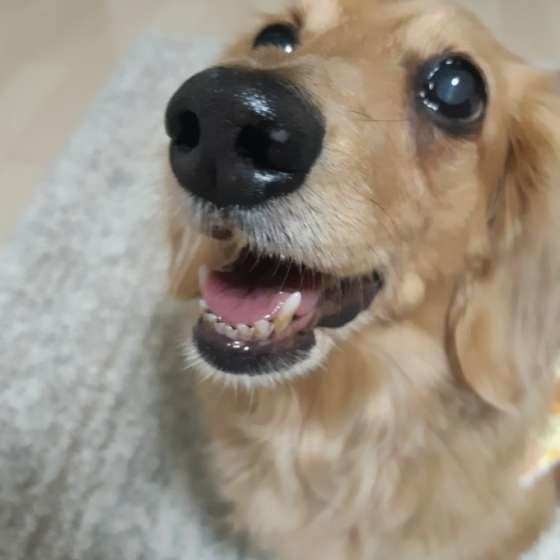 かわいいミニチュア・ダックスフンド