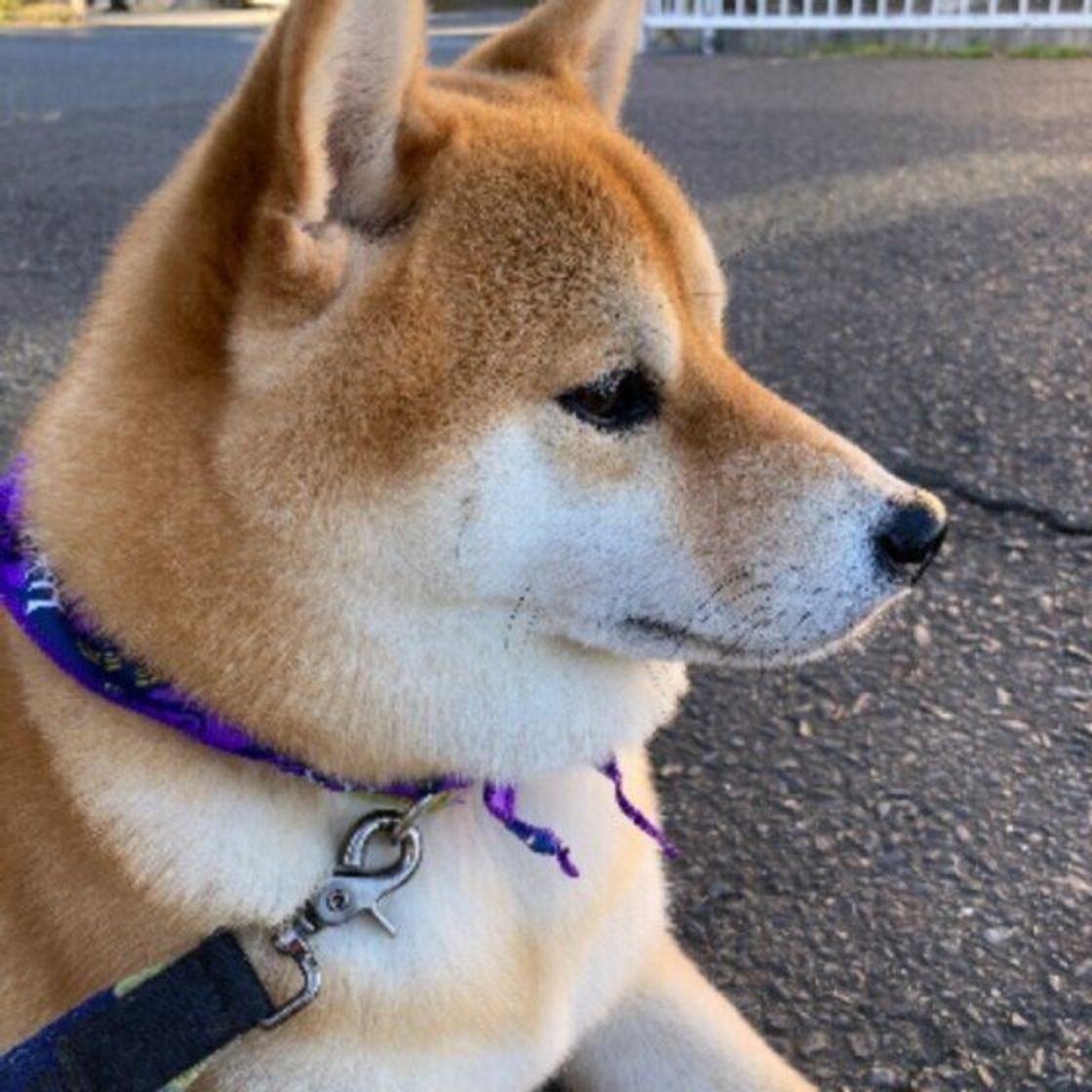 頑固な性格の犬 には犬種の傾向も 頑固な犬に見られる行動と対策を解説 いぬのきもちweb Magazine 頑固な性格の犬 には犬種の傾向も 頑固な犬に見られる行動と対策を解説 いぬのきもちweb Magazine