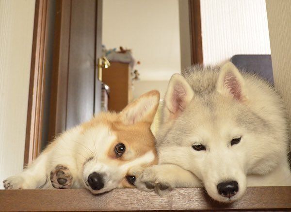 退屈そうなキャリーとムギちゃん