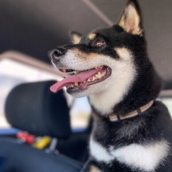 車に乗っている黒色の柴犬