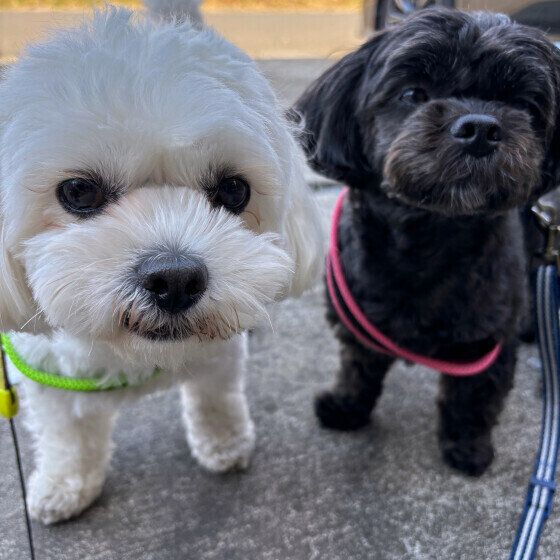 仲良くお散歩中の小型犬2頭 いぬのきもち
