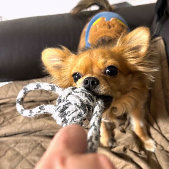 犬がくわえたおもちゃをブンブン振り回す・唸る理由は？ いぬのきもち