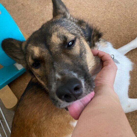 甘える犬