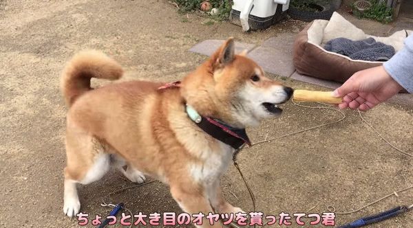 挙動不審になってしまう柴犬
