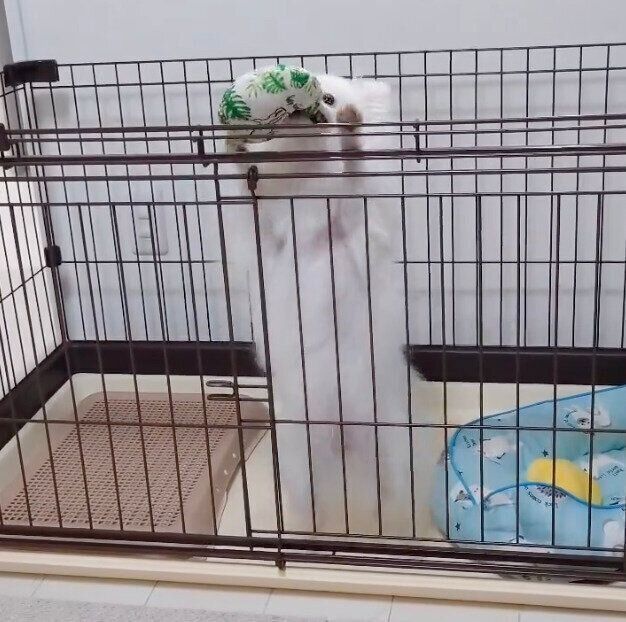 おもちゃをくわえて立ち上がるおこめちゃん