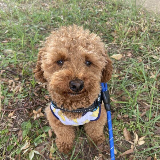 トイ・プードルのぬーさん