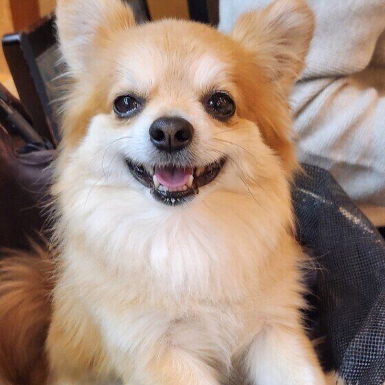 カメラ目線のチワワちゃん